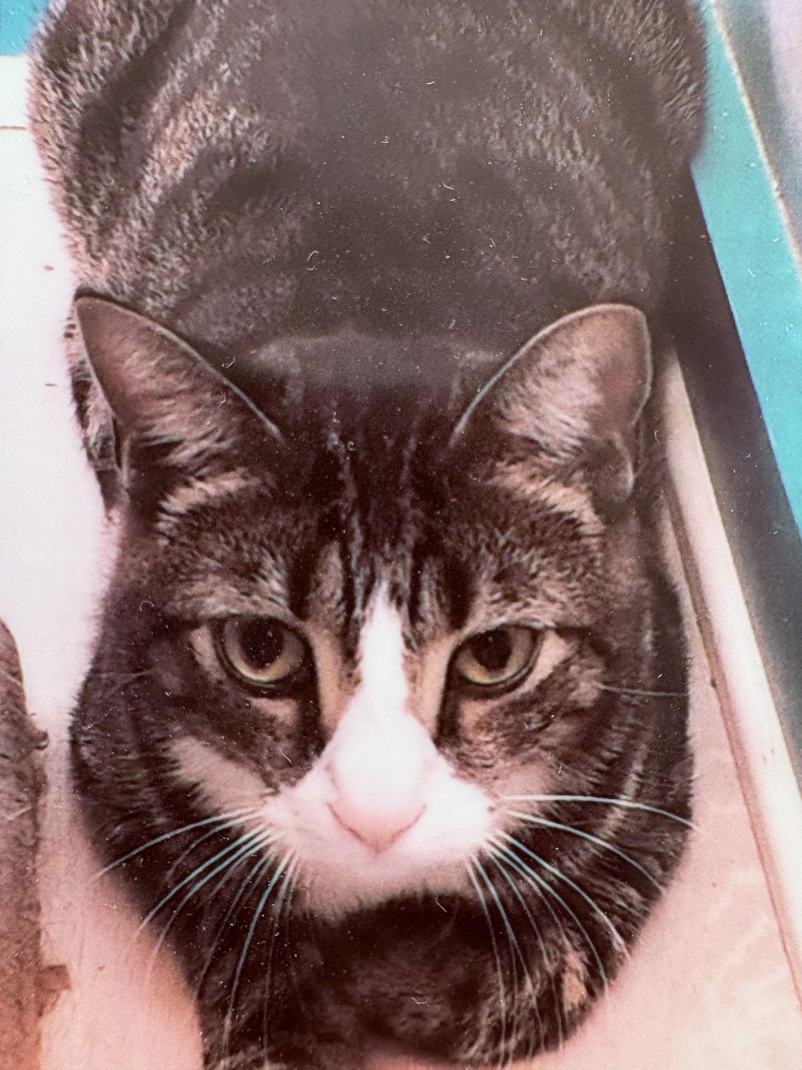 Toby, Adoptable, Young Male Domestic Short Hair.