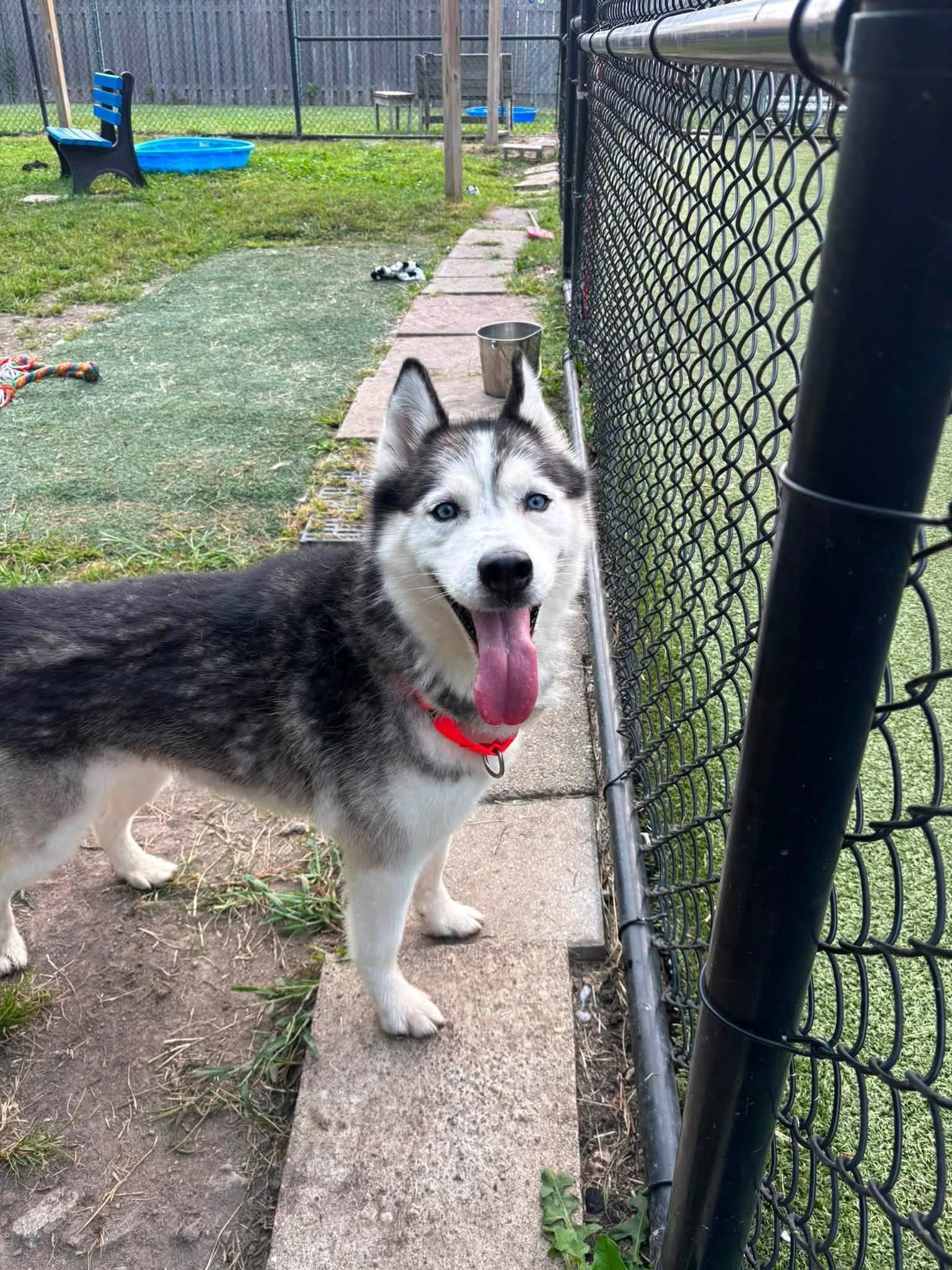 Marlee, ADOPTABLE, Adult Female Husky & Siberian Husky.