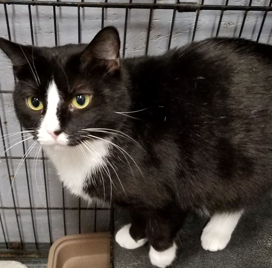 Cat for adoption DarlaSponsored, an American Shorthair in