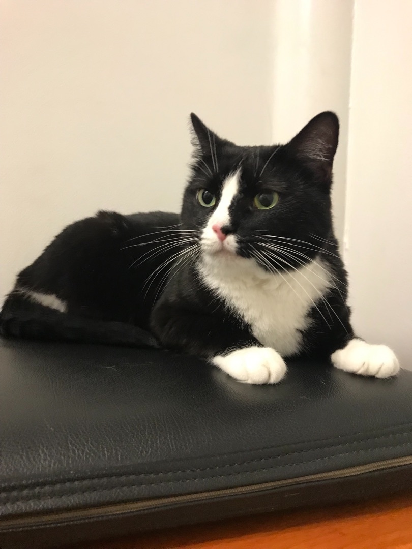 Cat for adoption DarlaSponsored, an American Shorthair in