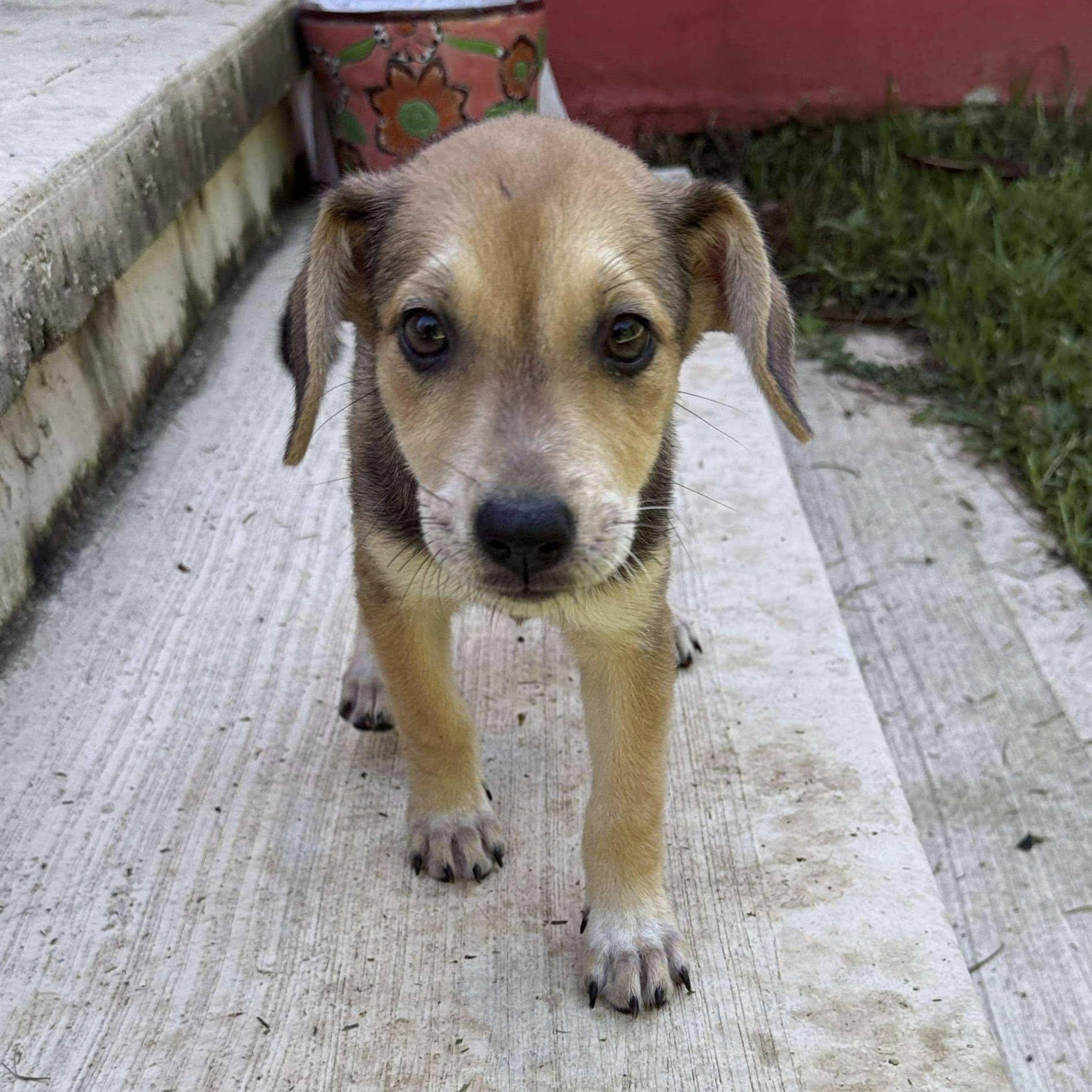 Canapa