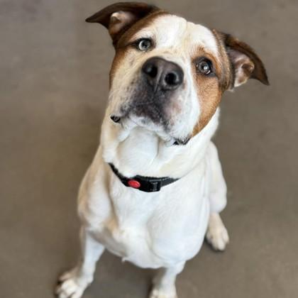 Churchill, Adoptable, Young Male Mixed Breed & Mixed Breed.