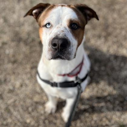 Churchill, Adoptable, Young Male Mixed Breed & Mixed Breed.