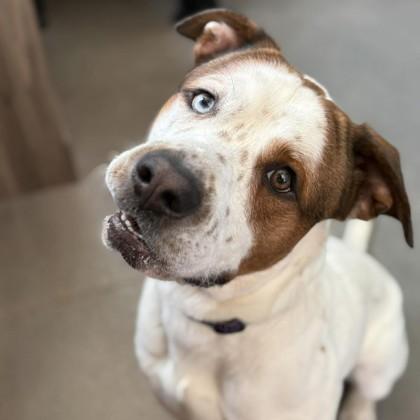 Enlarge Churchill, a Adoptable mixed breed in Janesville, WI image 2/3