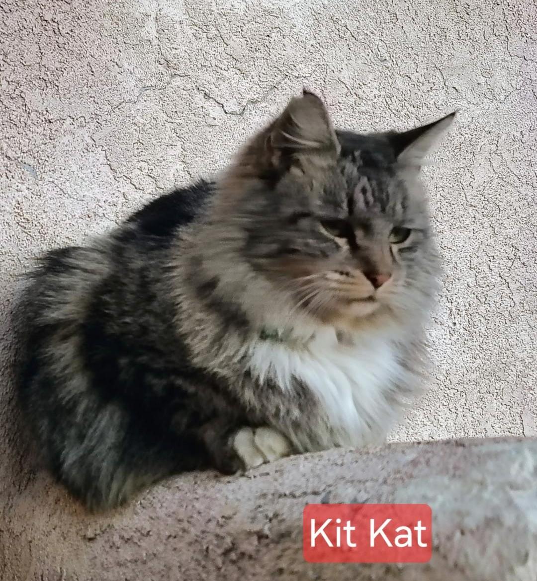 Enlarge Kit Kat, a Adoptable mixed breed in Las Cruces, NM image 2/2