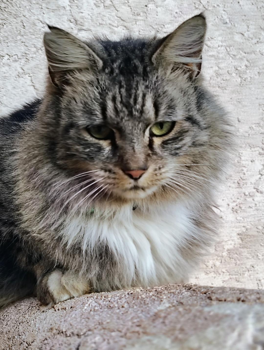 Kit Kat, Adoptable, Adult Female Tabby & Domestic Medium Hair.