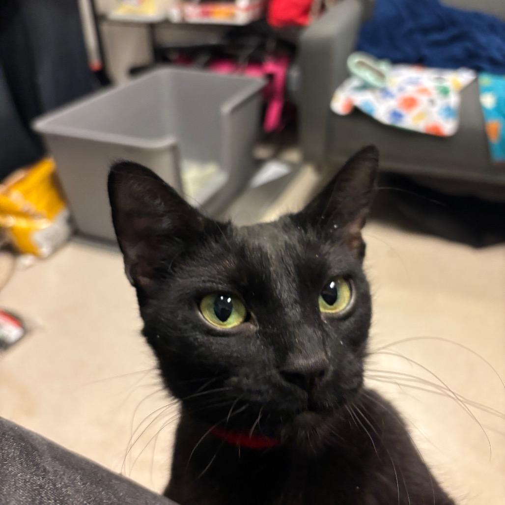 Lucy, a Adoptable Domestic Short Hair in Chicago, IL image 1/6