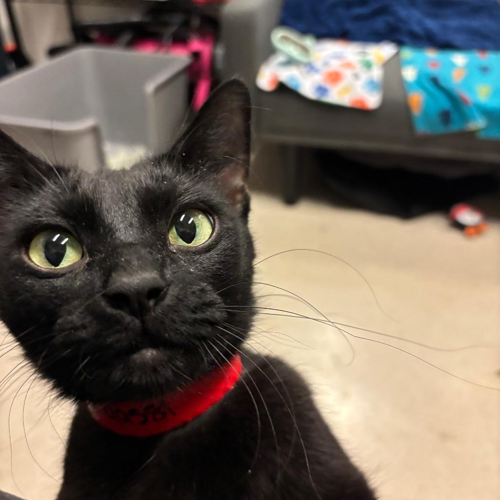 Lucy, a Adoptable Domestic Short Hair in Chicago, IL image 2/6