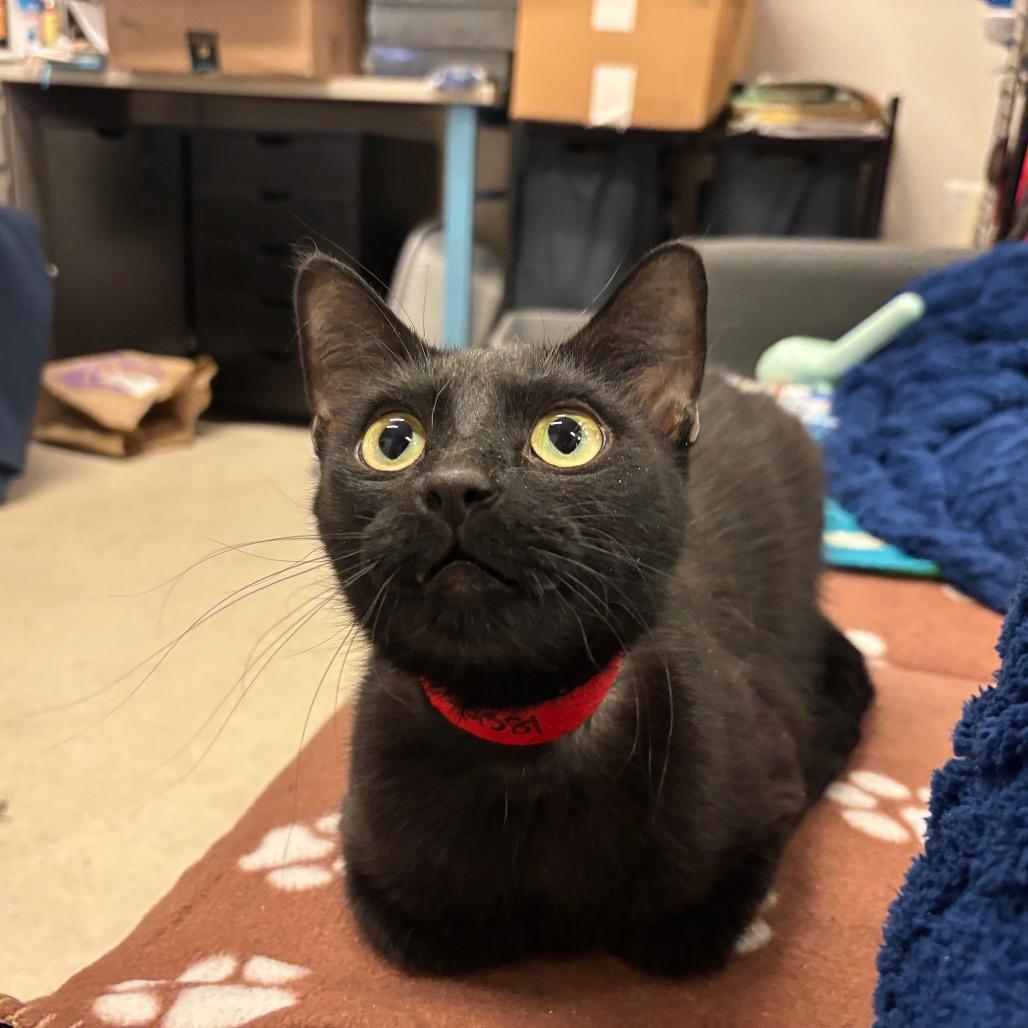 Lucy, a Adoptable Domestic Short Hair in Chicago, IL image 3/6