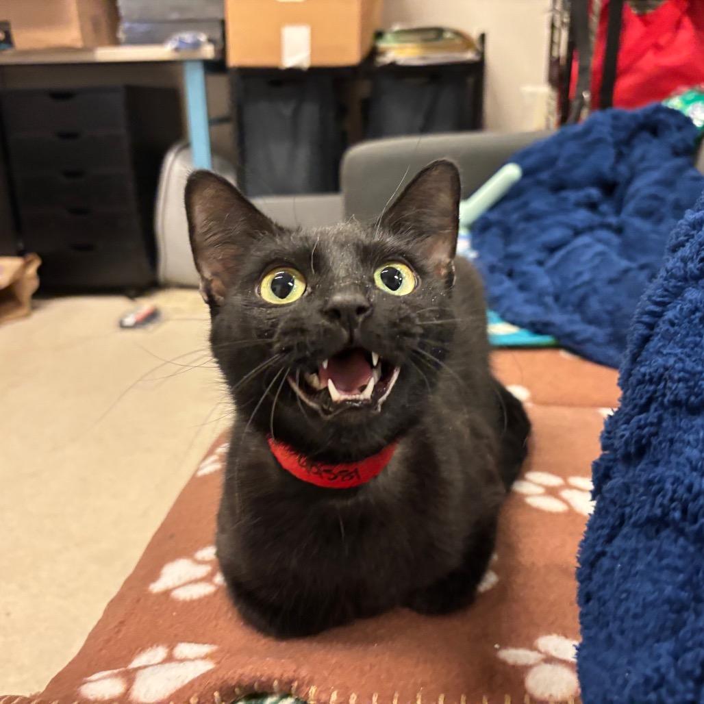 Lucy, a Adoptable Domestic Short Hair in Chicago, IL image 4/6