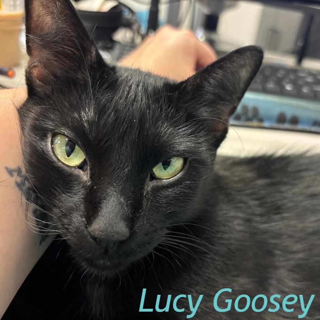 Lucy, a Adoptable Domestic Short Hair in Chicago, IL image 5/6