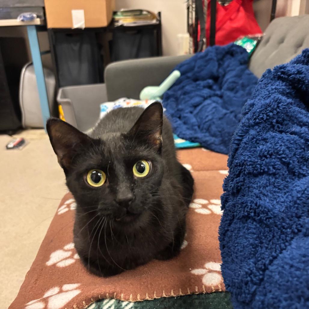 Lucy, a Adoptable Domestic Short Hair in Chicago, IL image 6/6