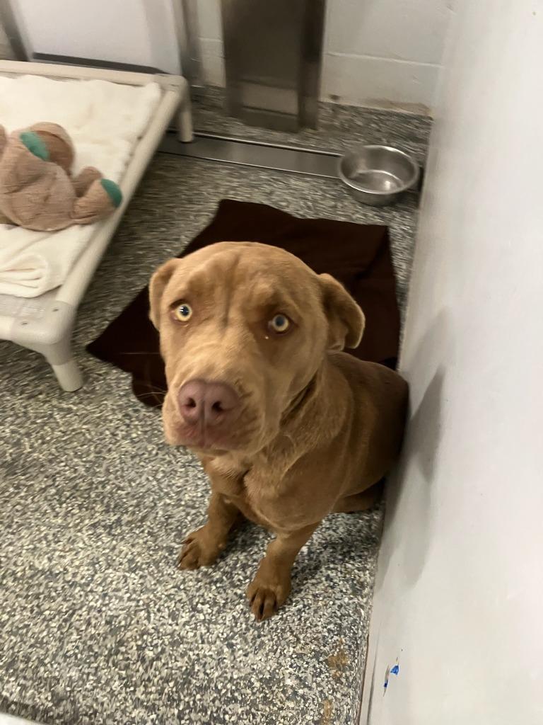 Duckie, Adoptable, Young Female Labrador Retriever & Mixed Breed.