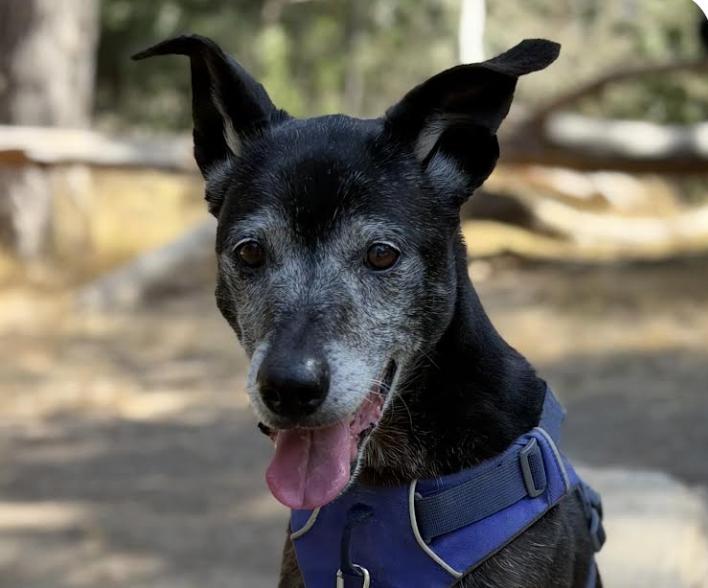 Enlarge Ponyo, a Adoptable mixed breed in San Ramon, CA image 1/1