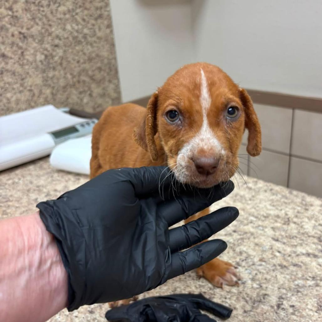 Finnick C808, Adoptable, Puppy Male Labrador Retriever & Setter.