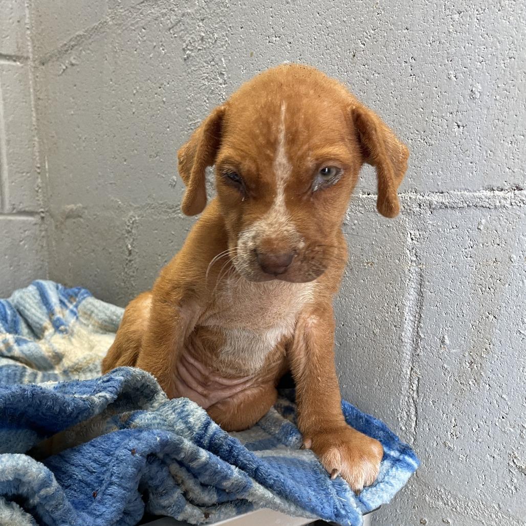 Enlarge Finnick C808, a Adoptable mixed breed in Allen, TX image 2/6