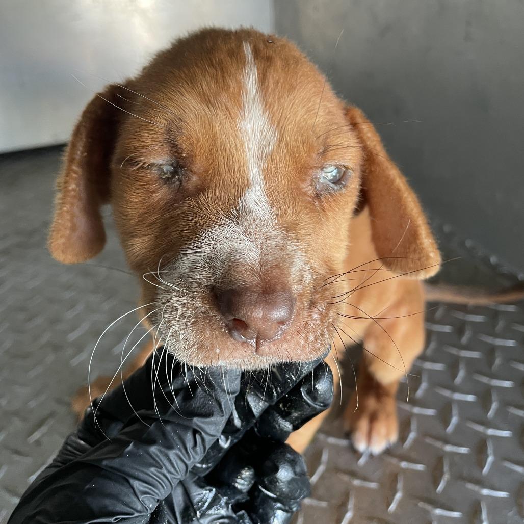 Enlarge Finnick C808, a Adoptable mixed breed in Allen, TX image 3/6