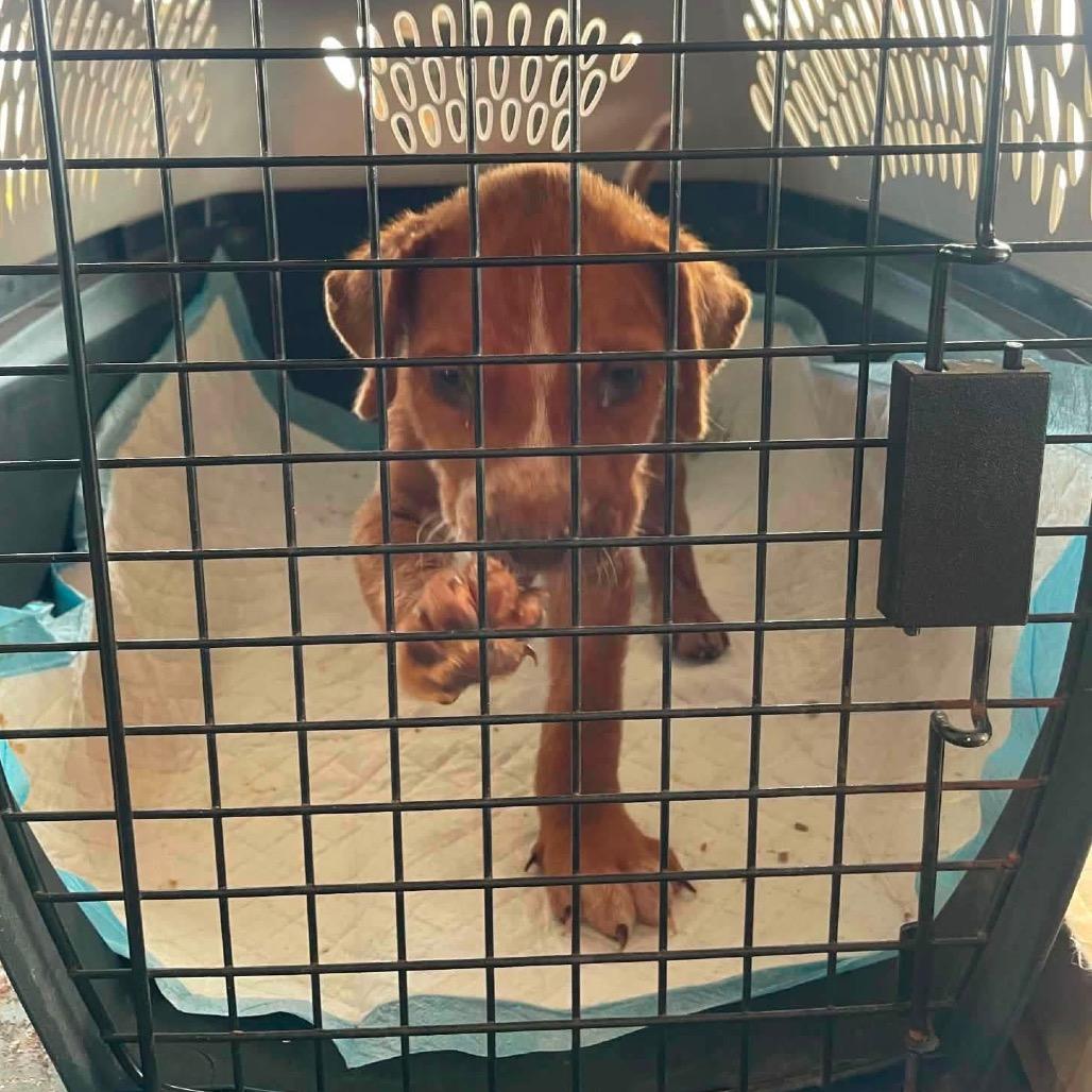 Enlarge Finnick C808, a Adoptable mixed breed in Allen, TX image 4/6