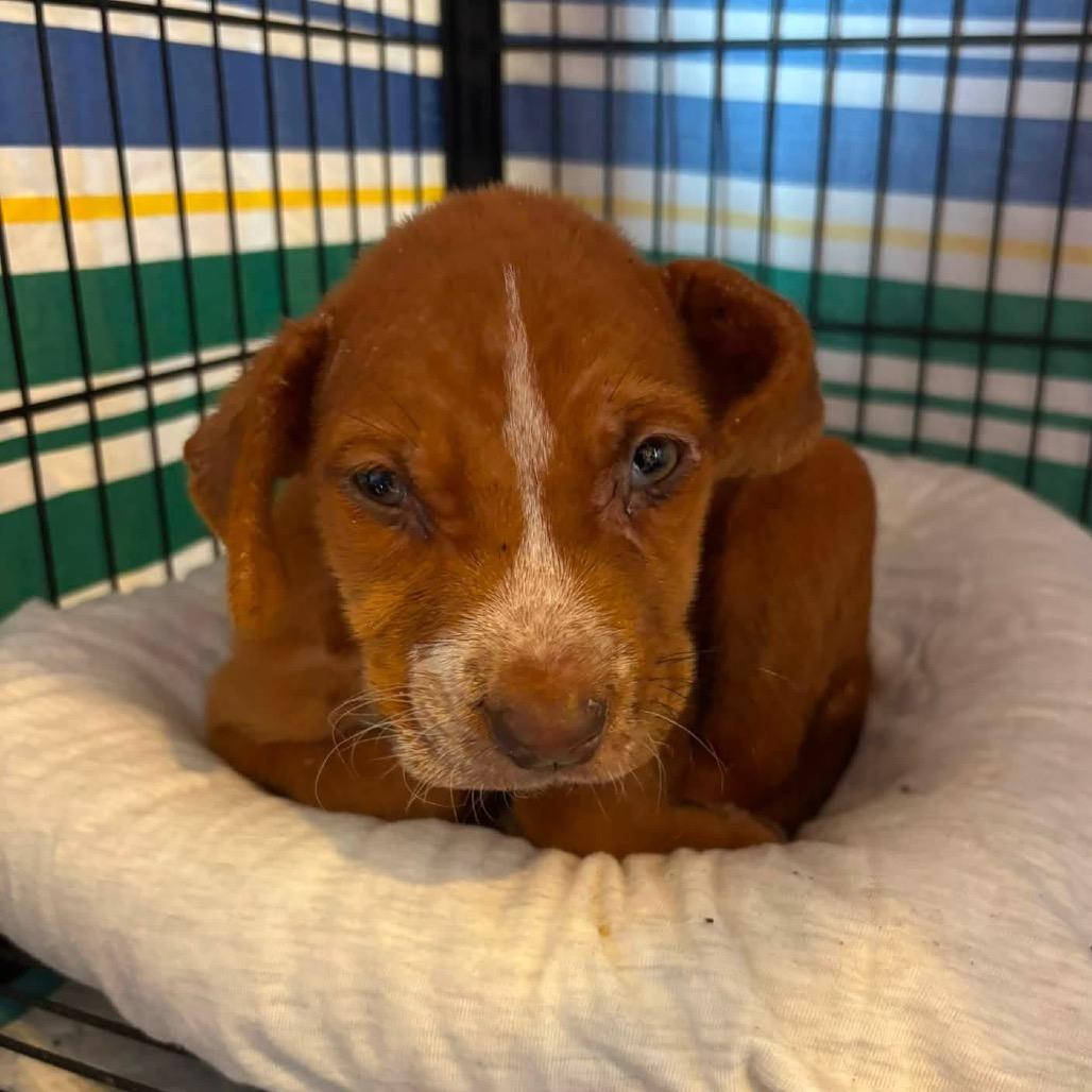Enlarge Finnick C808, a Adoptable mixed breed in Allen, TX image 5/6