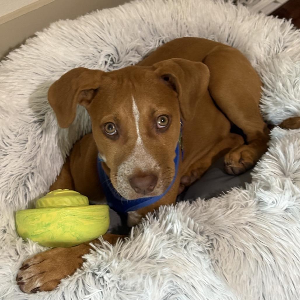 Enlarge Finnick C808, a Adoptable mixed breed in Allen, TX image 6/6