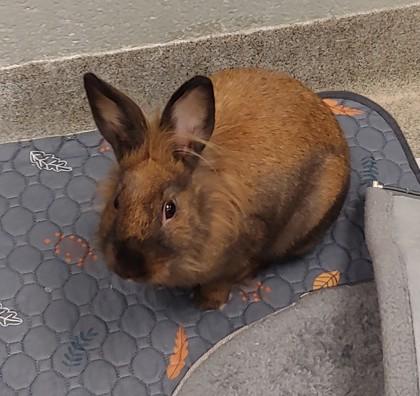 Jamie, Adoptable, Adult Female Bunny Rabbit & Bunny Rabbit.