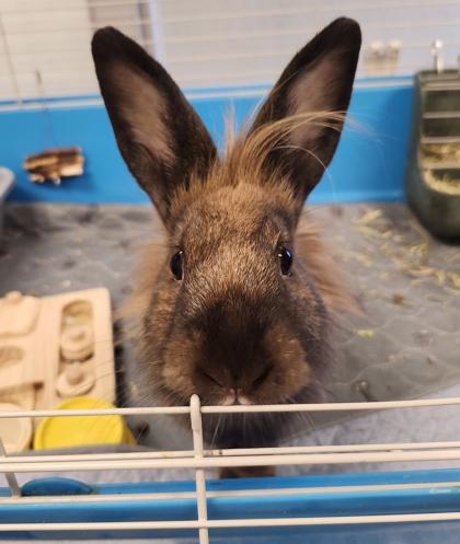 Enlarge Jamie, a Adoptable mixed breed in Fallston, MD image 3/6