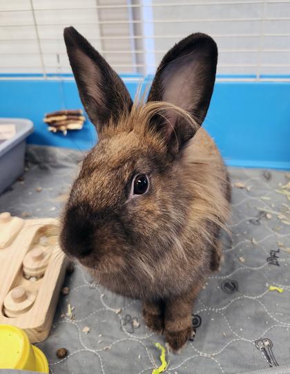 Enlarge Jamie, a Adoptable mixed breed in Fallston, MD image 6/6