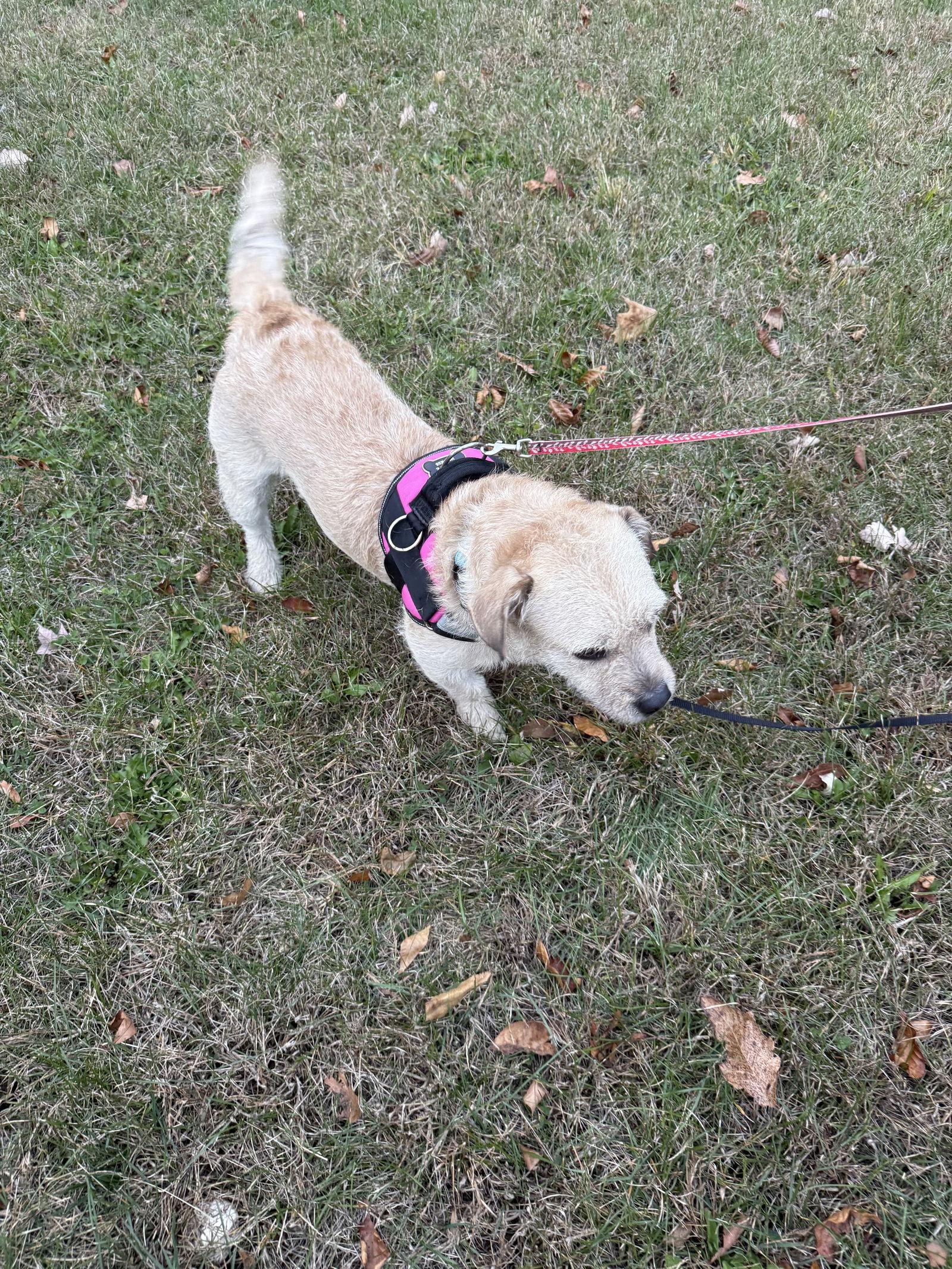Enlarge Rosa/Rosie, a Adopted Border Terrier in Walnutport, PA image 1/1