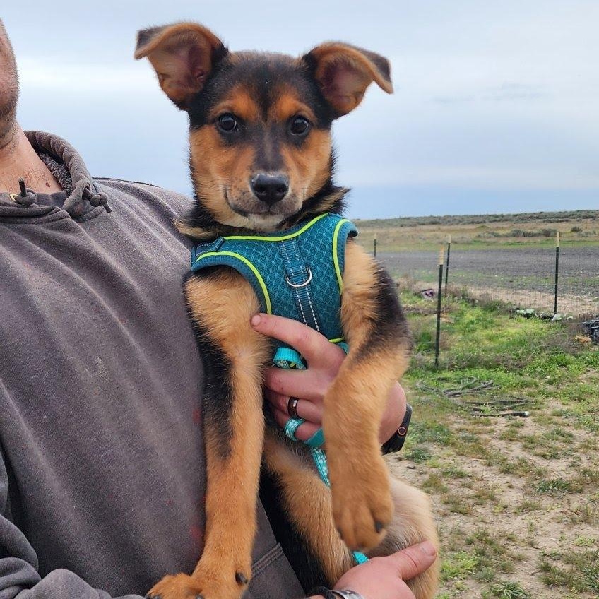 Garnet, a Adoptable mixed breed in Olympia, WA image 3/6