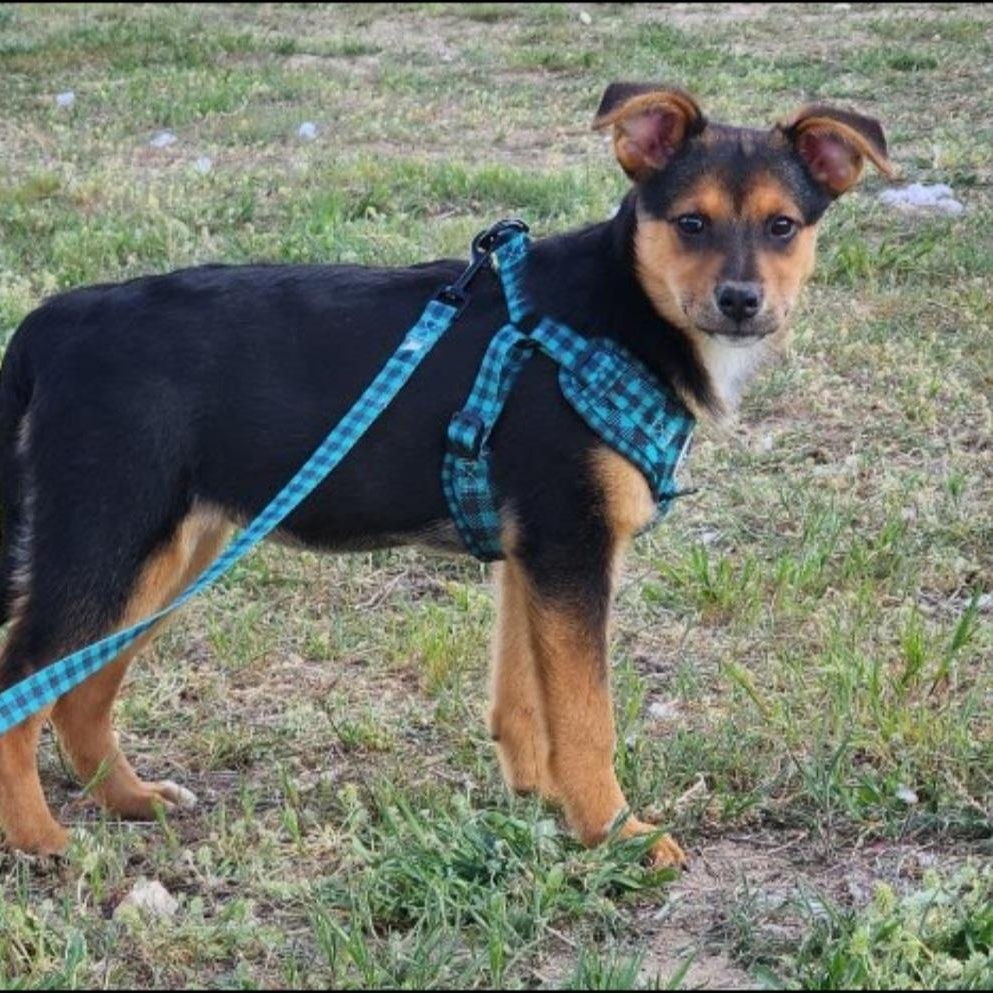 Garnet, a Adoptable mixed breed in Olympia, WA image 1/6