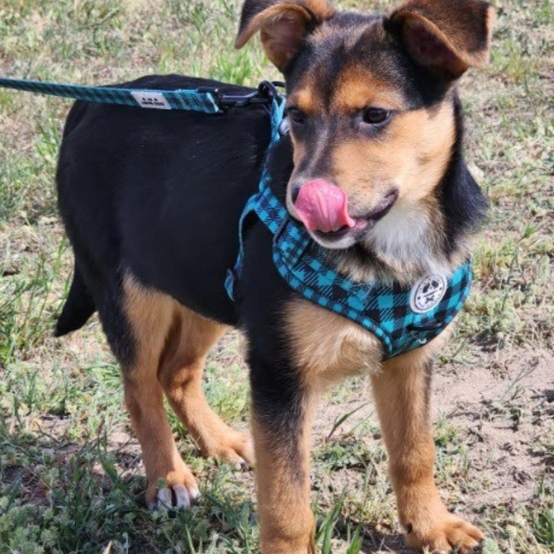 Garnet, a Adoptable mixed breed in Olympia, WA image 6/6