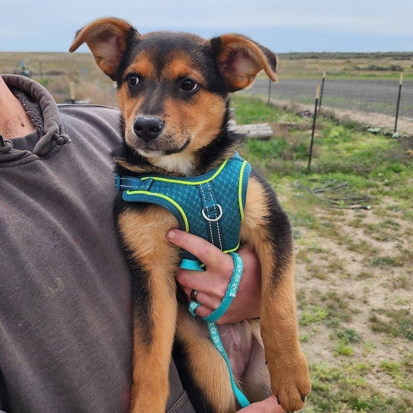 Garnet, a Adoptable mixed breed in Olympia, WA image 2/6