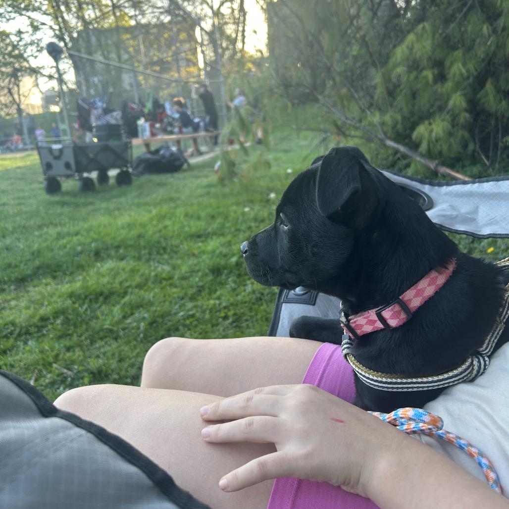 Maddison, Adoptable, Puppy Female Labrador Retriever & Mixed Breed.
