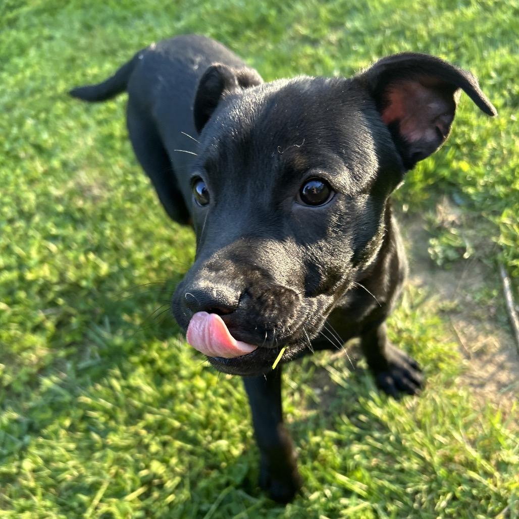 Maddison, a Adoptable mixed breed in Jarrettsville, MD image 2/6