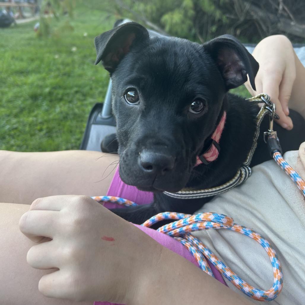 Maddison, a Adoptable mixed breed in Jarrettsville, MD image 4/6