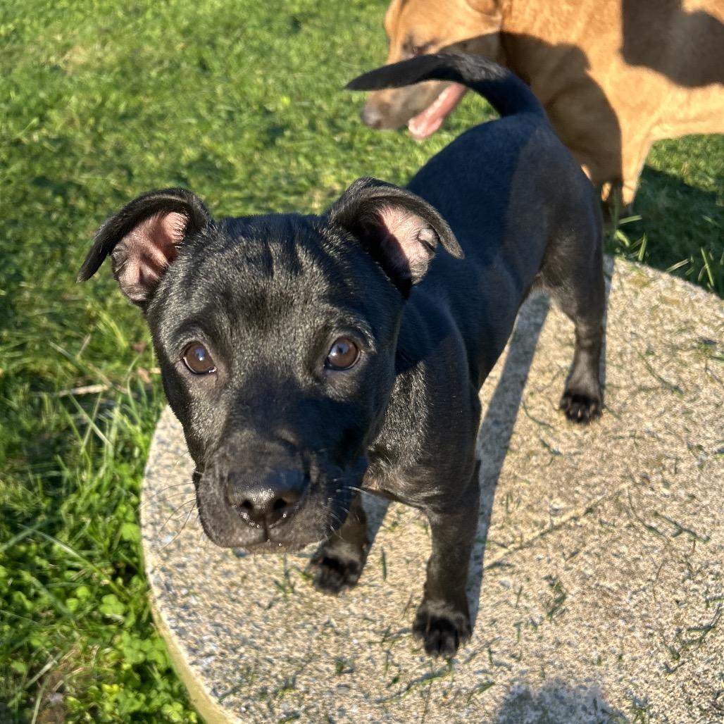 Maddison, a Adoptable mixed breed in Jarrettsville, MD image 5/6