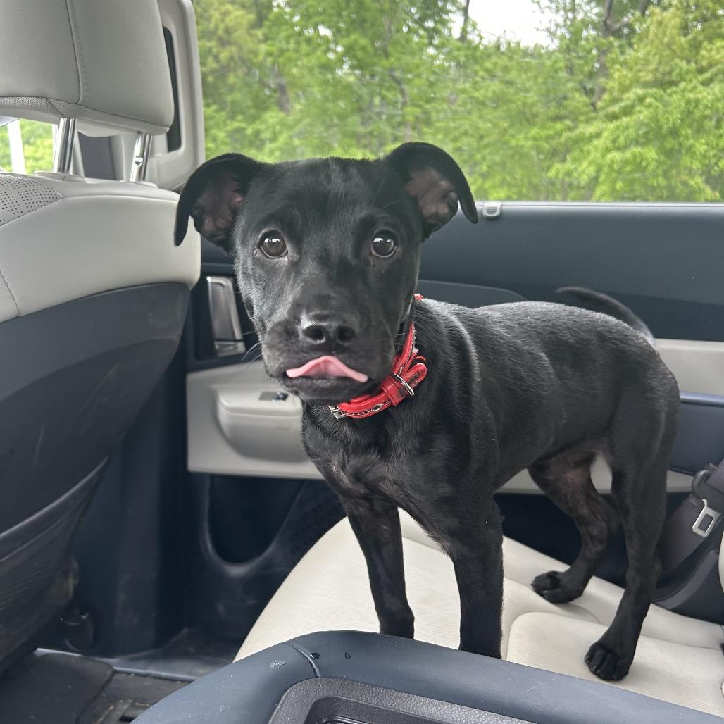 Maddison, a Adoptable mixed breed in Jarrettsville, MD image 6/6