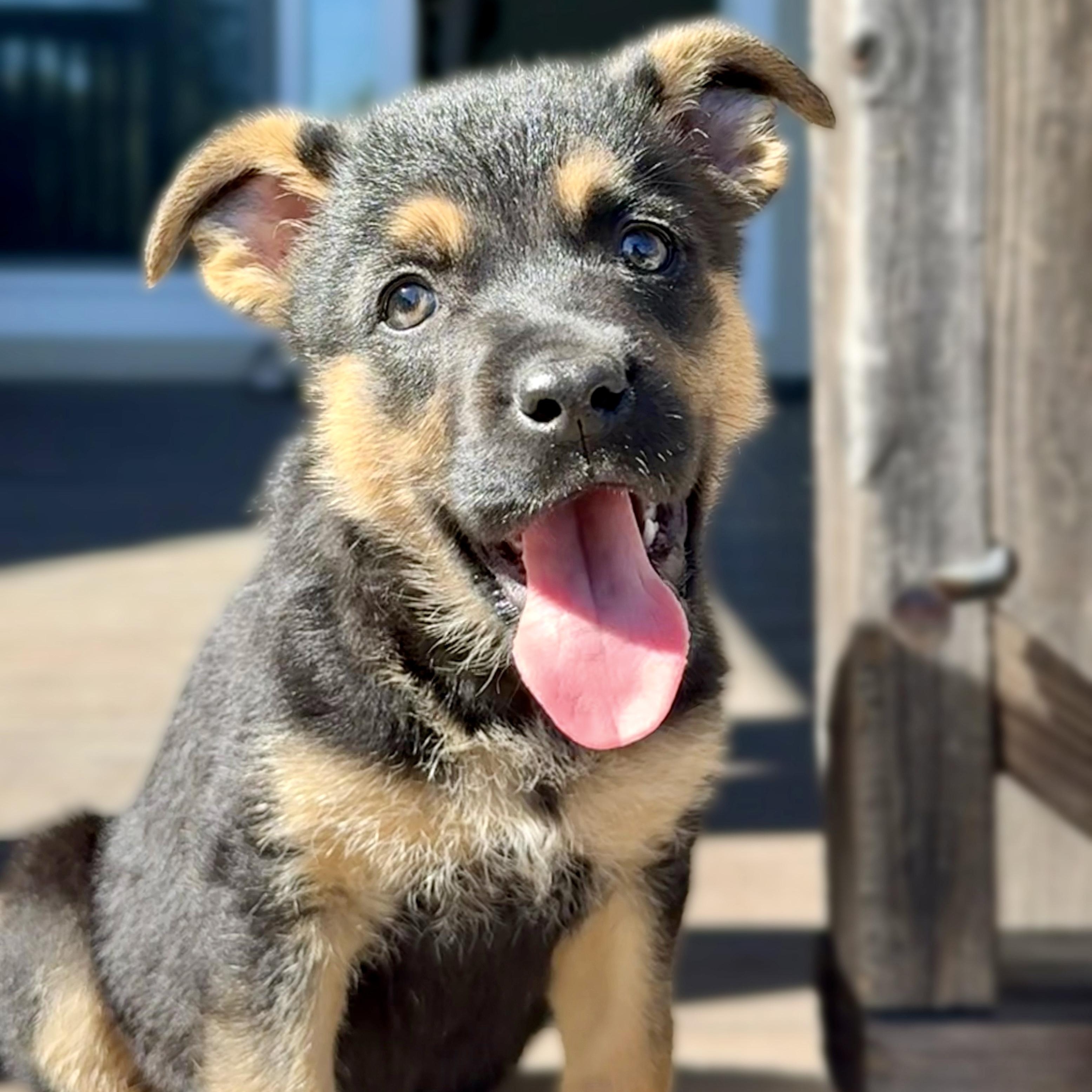Ginger (Chai Tea Girls), Adoptable, Puppy Female German Shepherd Dog & Mixed Breed.