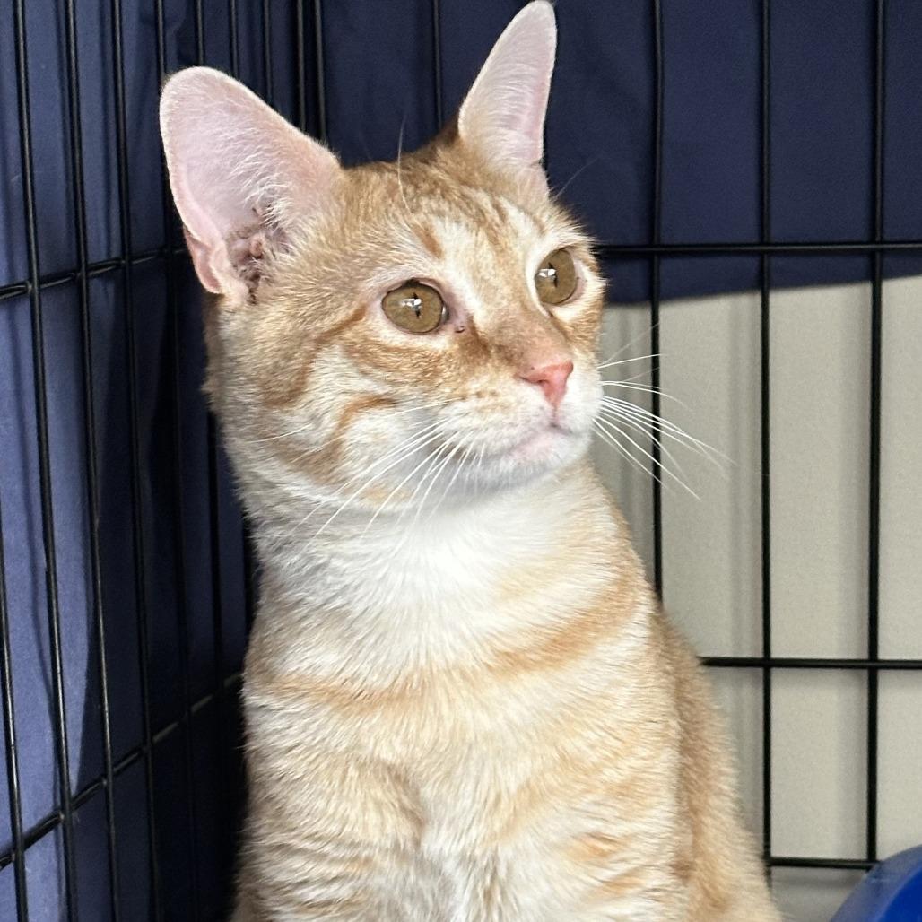 Ryder, Adoptable, Adult Male Domestic Short Hair.