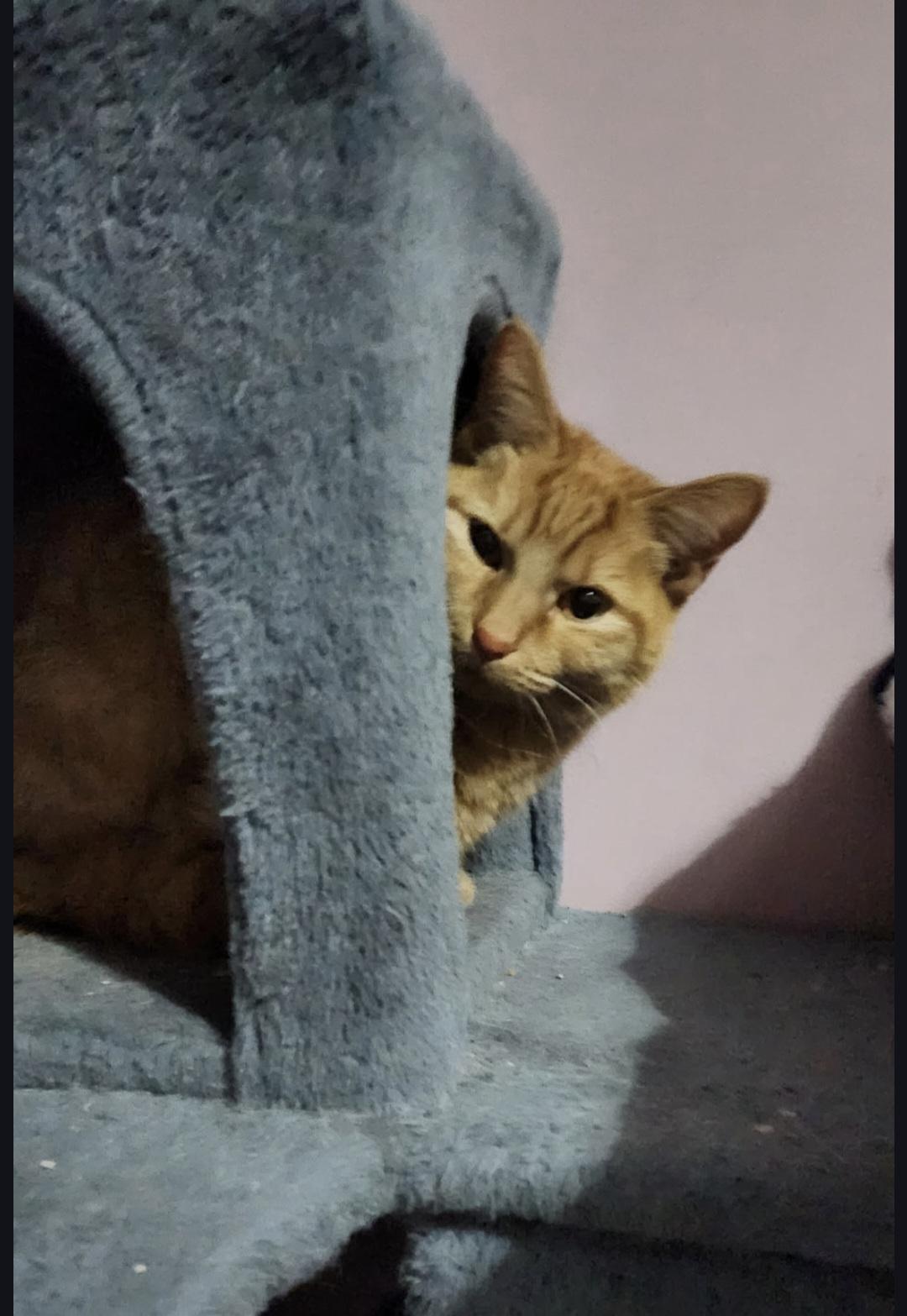 Enlarge Razzberry, an adopted Domestic Short Hair in Blue Springs, MO image 3/3