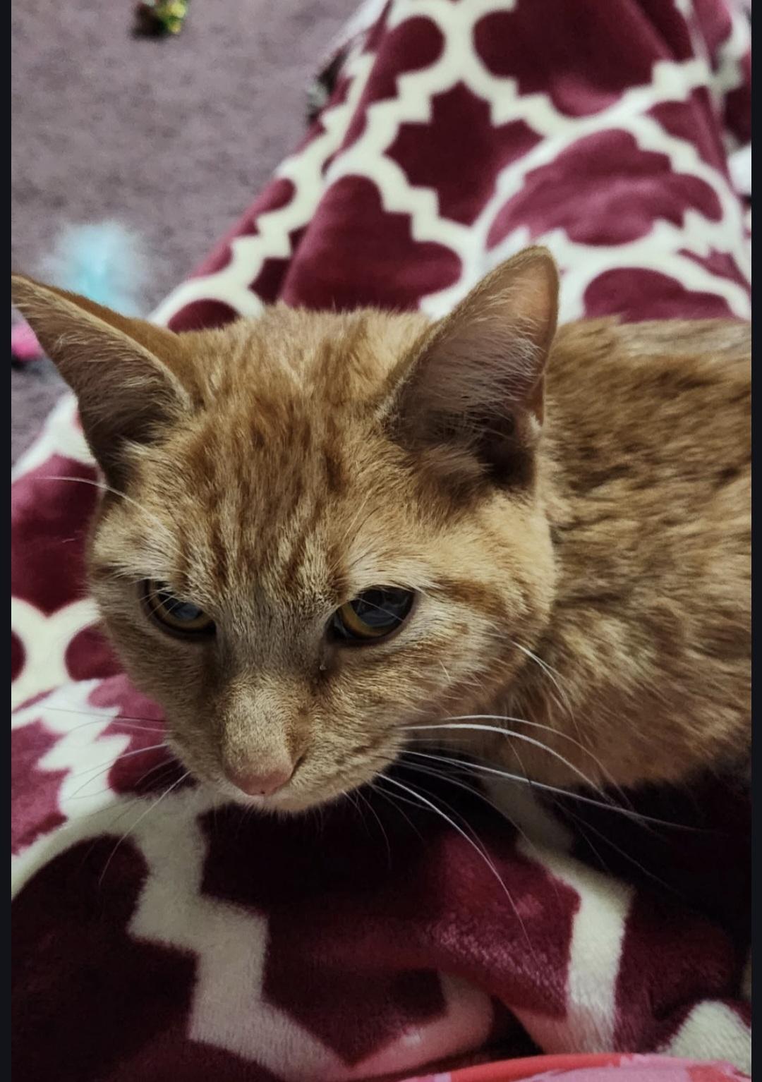 Enlarge Razzberry, an adopted Domestic Short Hair in Blue Springs, MO image 2/3