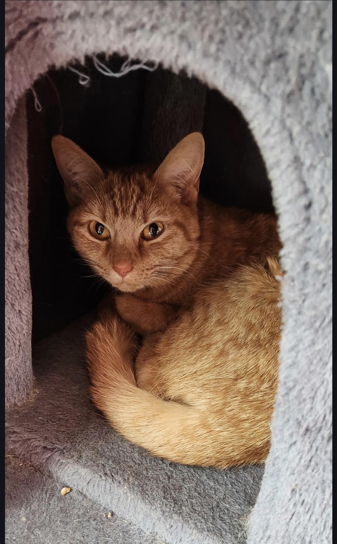 Enlarge Razzberry, an adopted Domestic Short Hair in Blue Springs, MO image 1/3