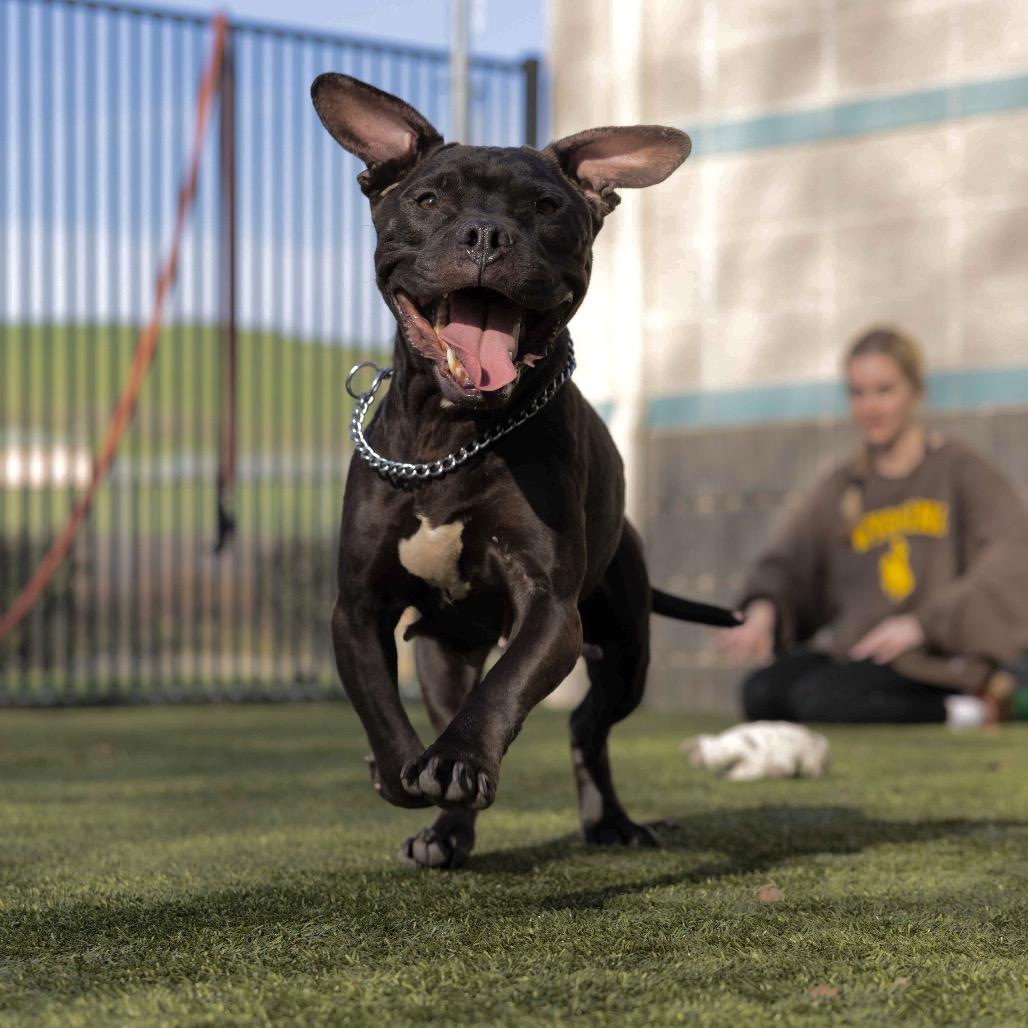 Iris - ECAS, Adoptable, Adult Female Pit Bull Terrier.