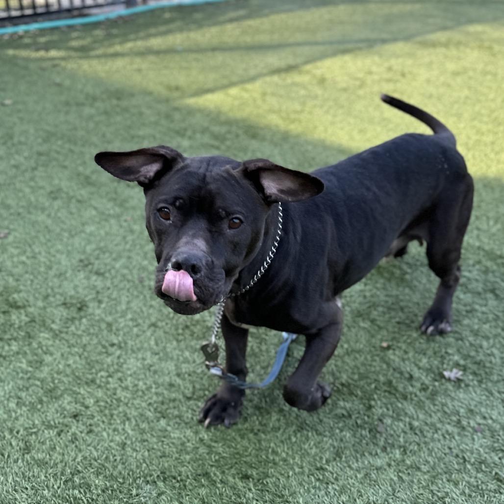 Enlarge Iris - ECAS, a Adoptable mixed breed in Pleasanton, CA image 2/6