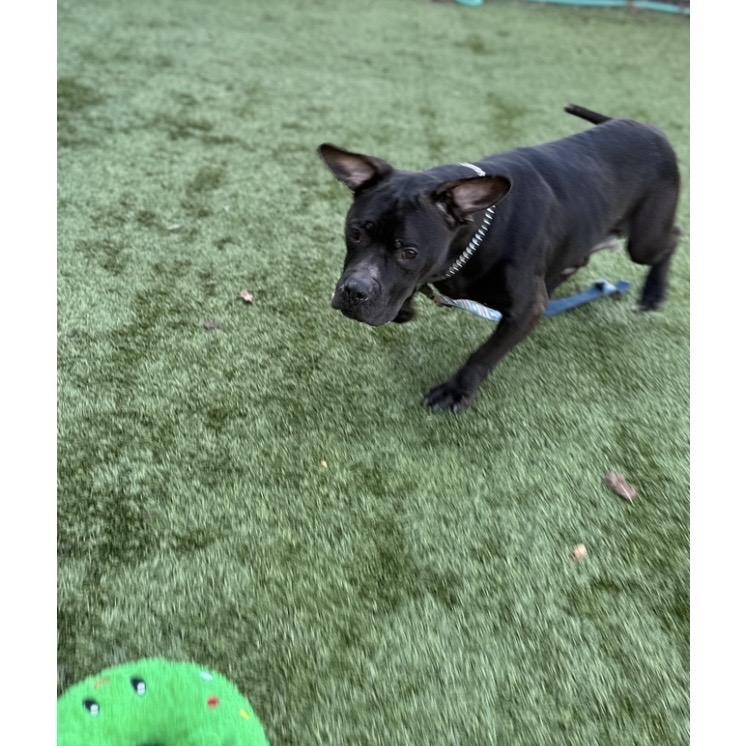 Enlarge Iris - ECAS, a Adoptable mixed breed in Pleasanton, CA image 5/6