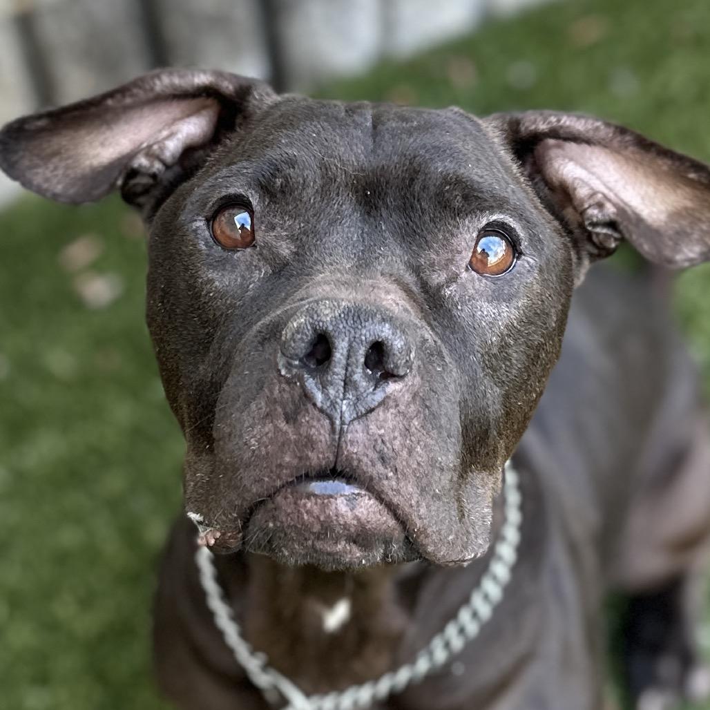 Enlarge Iris - ECAS, a Adoptable mixed breed in Pleasanton, CA image 6/6