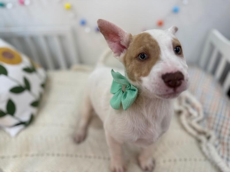 Barry White — thumbnail 5