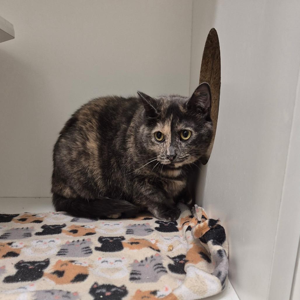 Cornbread, Adoptable, Adult Female Domestic Short Hair.