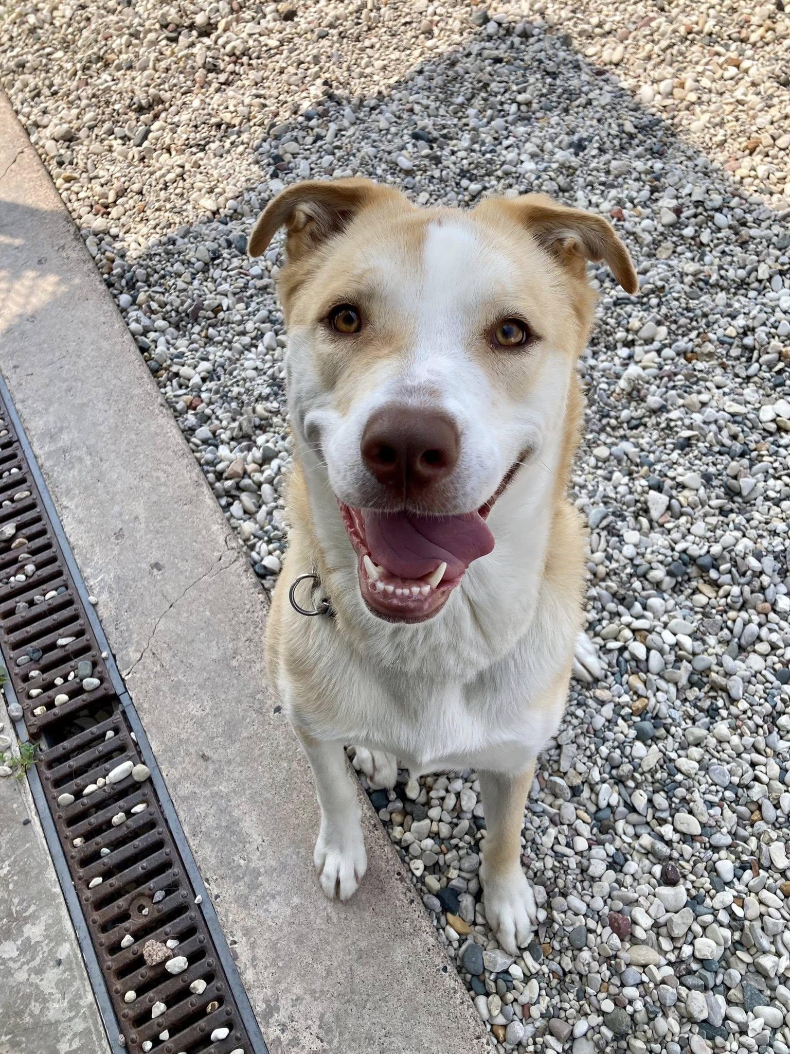 Luna, an adoptable Siberian Husky, American Staffordshire Terrier in St. Ignace, MI, 49781 | Photo Image 1