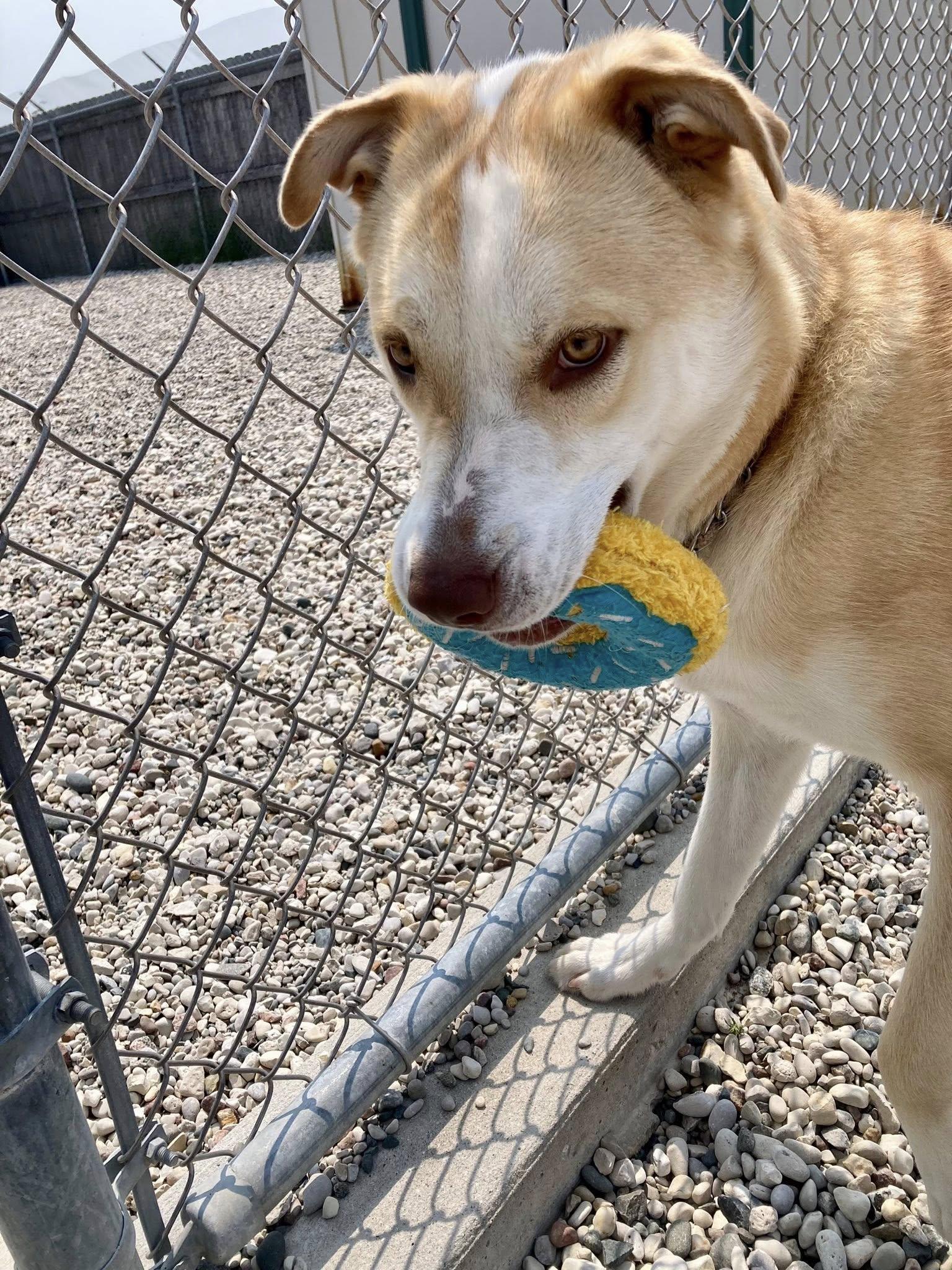 Luna, an adoptable Siberian Husky, American Staffordshire Terrier in St. Ignace, MI, 49781 | Photo Image 2